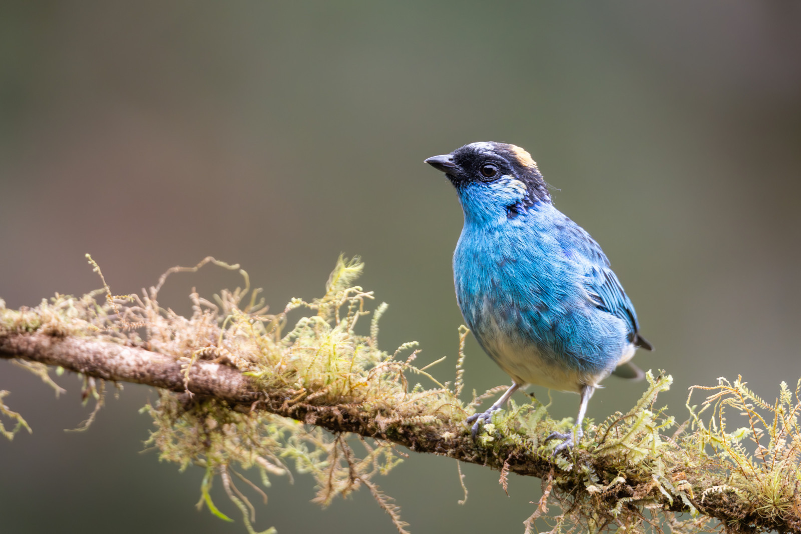 image Golden-naped Tanager